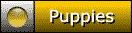 Puppies